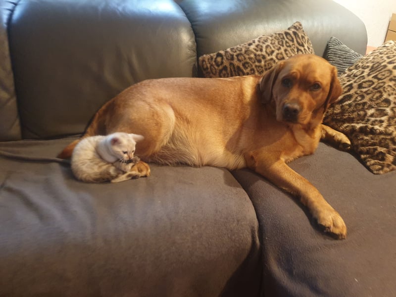 Labrador Welpen Foxred Showlinie