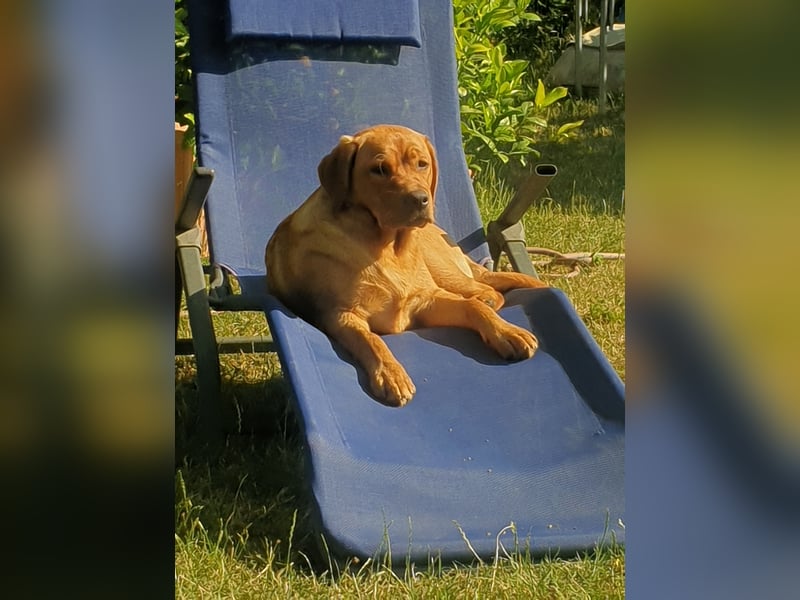 Labrador Welpen Foxred Showlinie