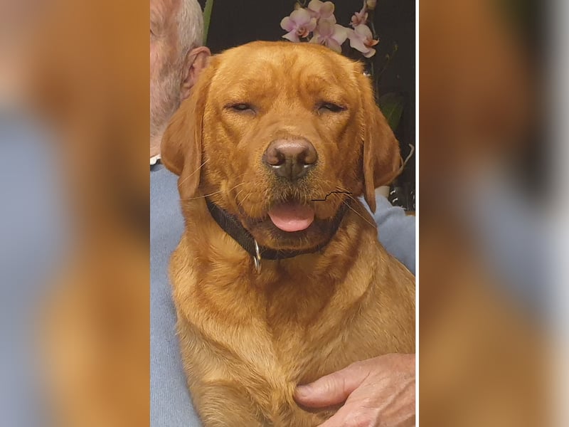 Labrador Welpen Foxred Showlinie