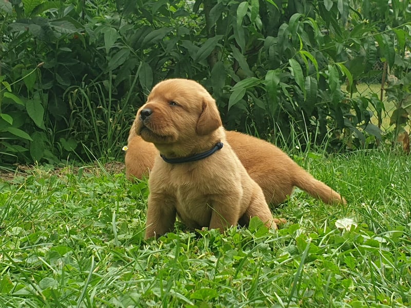 Labrador Welpen Foxred Showlinie