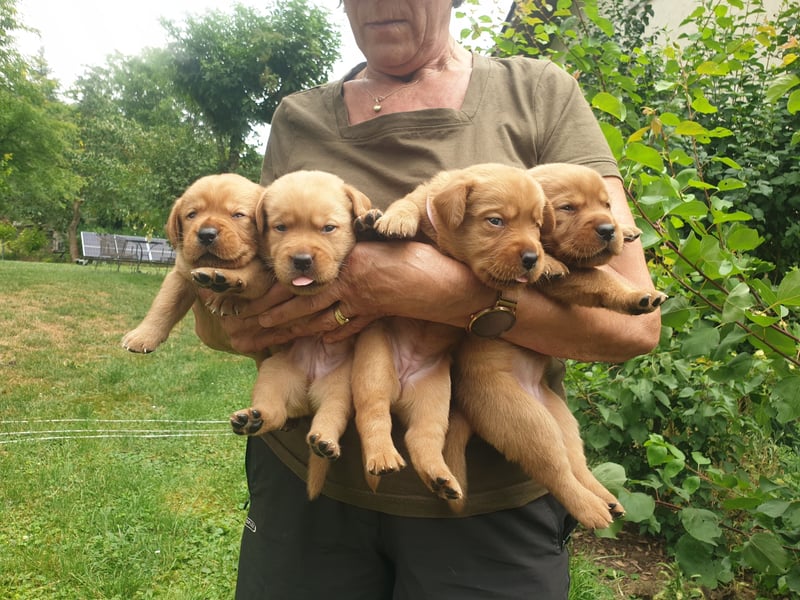 Labrador Welpen Foxred Showlinie