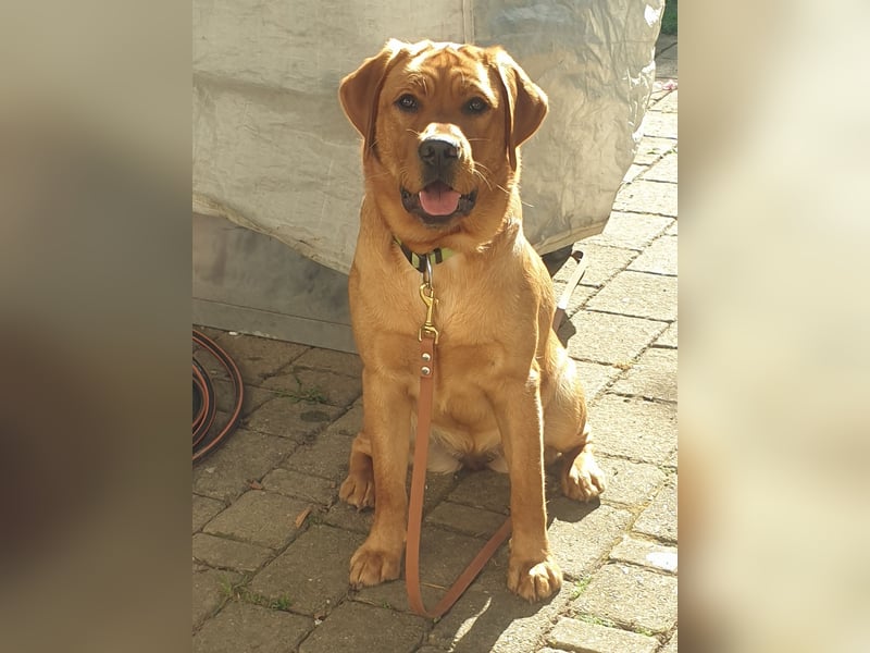 Labrador Welpen Foxred Showlinie