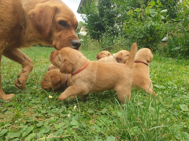 Labrador Welpen Foxred Showlinie