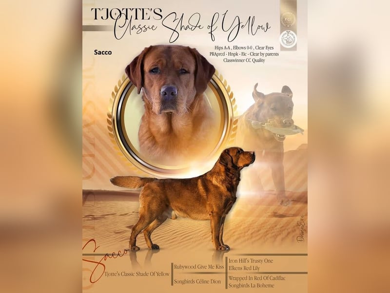Labrador Welpen Foxred Showlinie