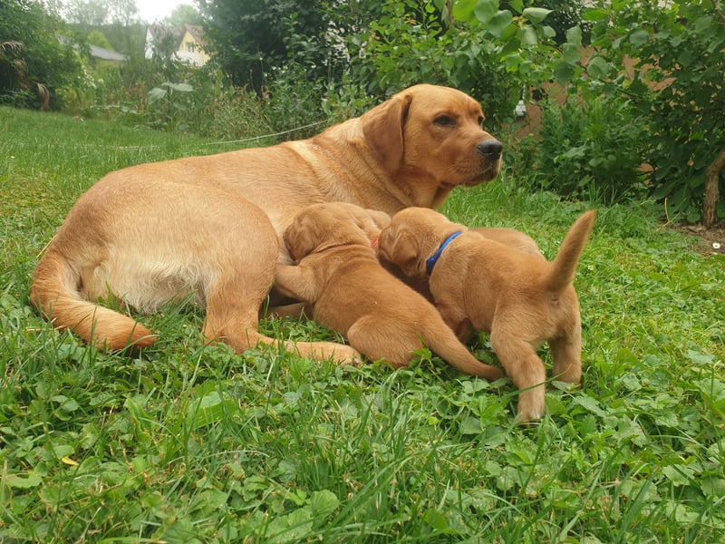 Labrador Welpen Foxred Showlinie