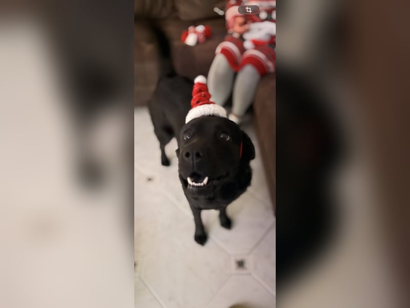 Labrador chow-chow Hündin Nayla