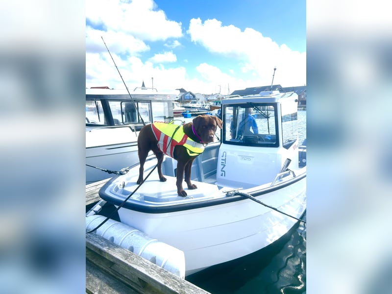 Wurfankündigung Frühjahr 2026 braune Labradorwelpen