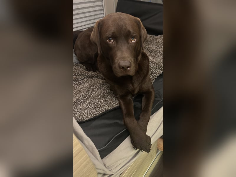 Wurfankündigung Frühjahr 2026 braune Labradorwelpen