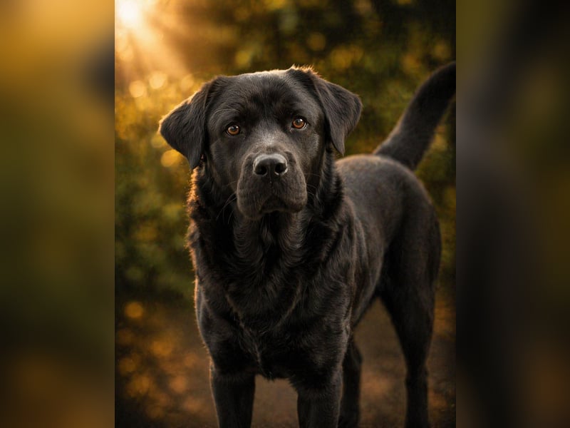 Labrador chow-chow Hündin Nayla