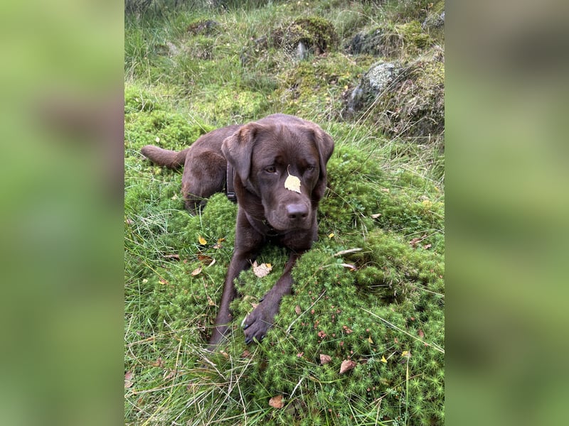 Wurfankündigung Frühjahr 2026 braune Labradorwelpen