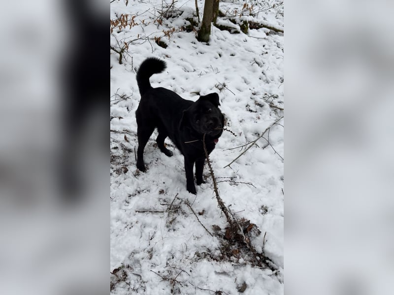 Labrador chow-chow Hündin Nayla
