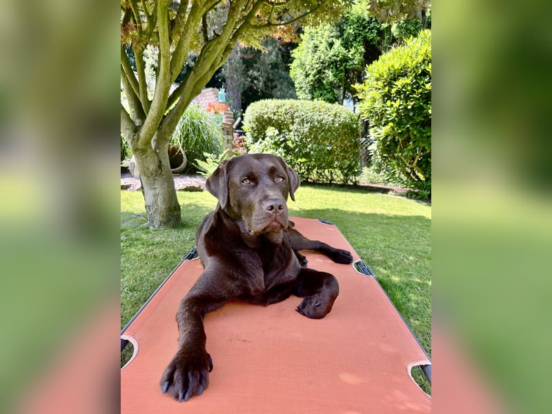 Wurfankündigung Frühjahr 2026 braune Labradorwelpen