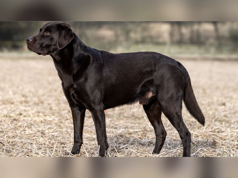 Wurfankündigung Frühjahr 2026 braune Labradorwelpen