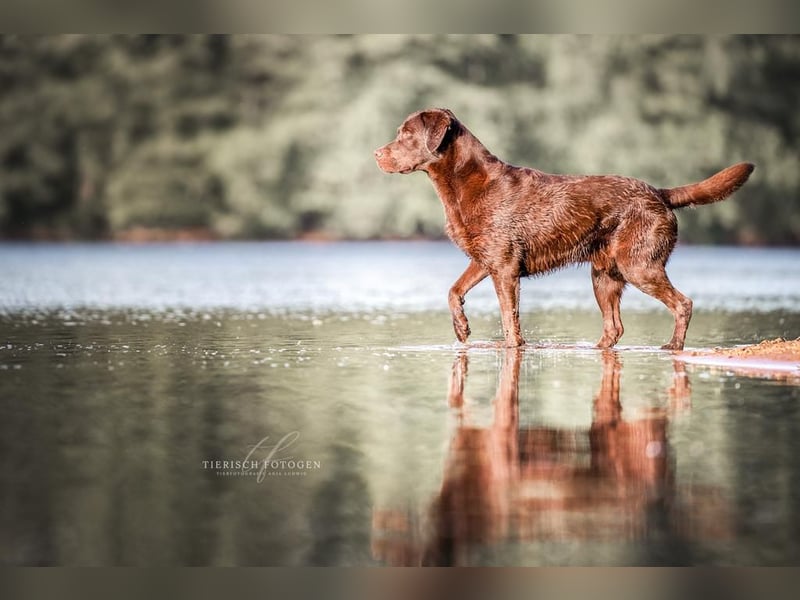 Wurfankündigung Frühjahr 2026 braune Labradorwelpen