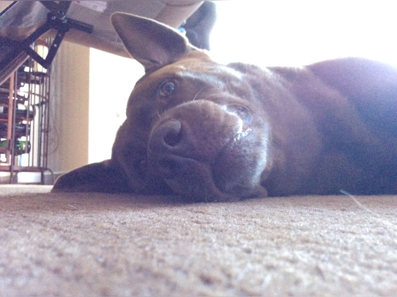 Wurfankündigung Frühjahr 2026 braune Labradorwelpen