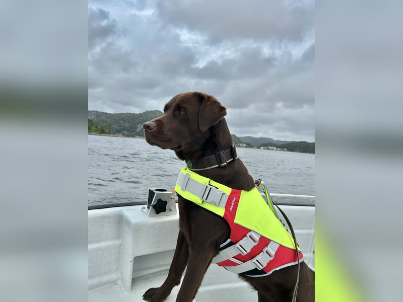 Wurfankündigung Frühjahr 2026 braune Labradorwelpen