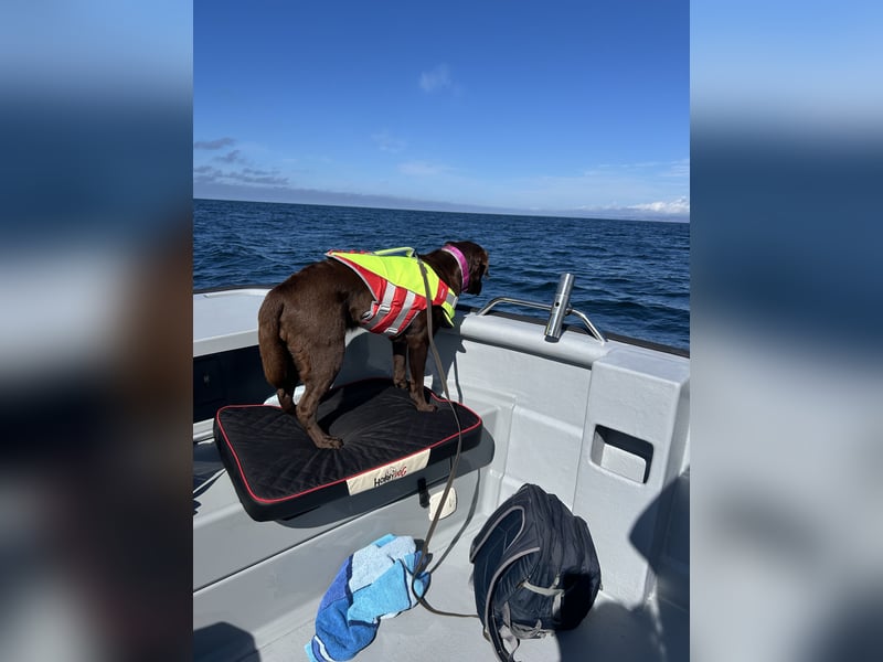 Wurfankündigung Frühjahr 2026 braune Labradorwelpen