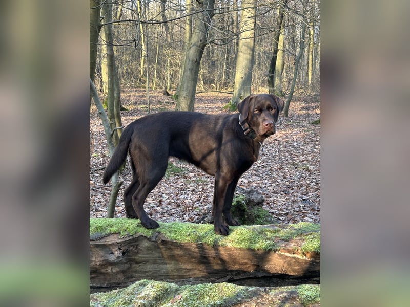 Wurfankündigung Frühjahr 2026 braune Labradorwelpen
