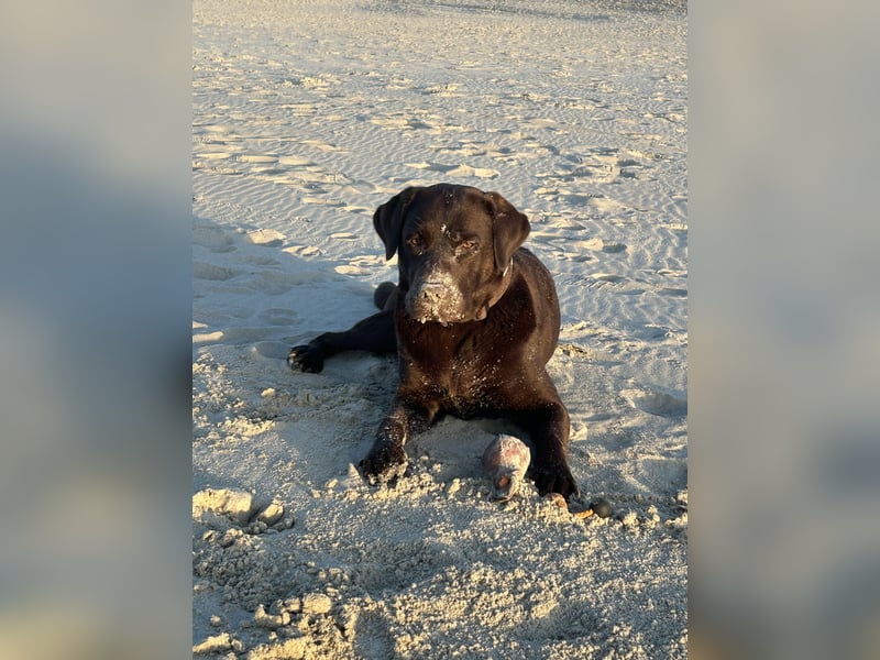 Wurfankündigung Frühjahr 2026 braune Labradorwelpen