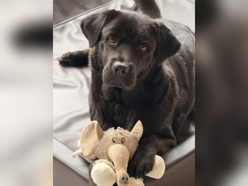 Labrador chow-chow Hündin Nayla