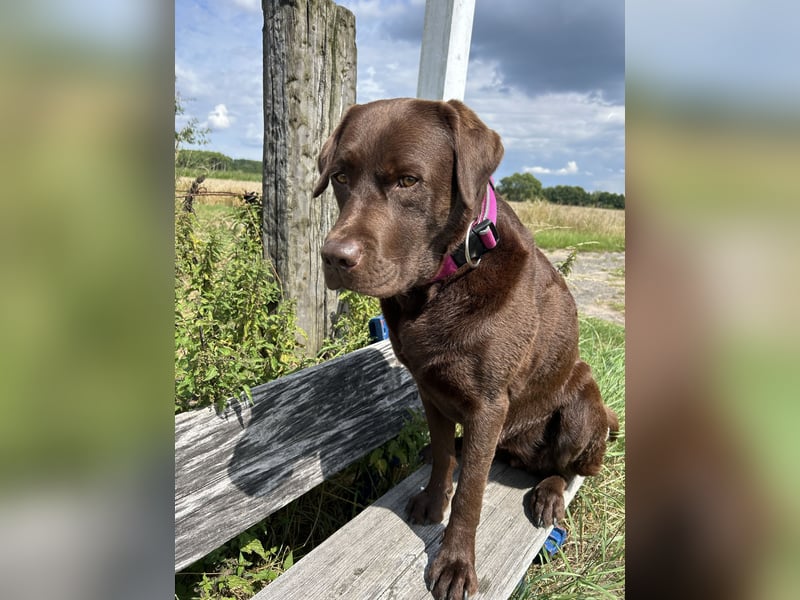Wurfankündigung Frühjahr 2026 braune Labradorwelpen