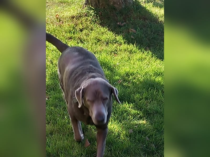 Labrador (silber) nach Verlust des Frauchens sucht dringend ruhiges zu Hause