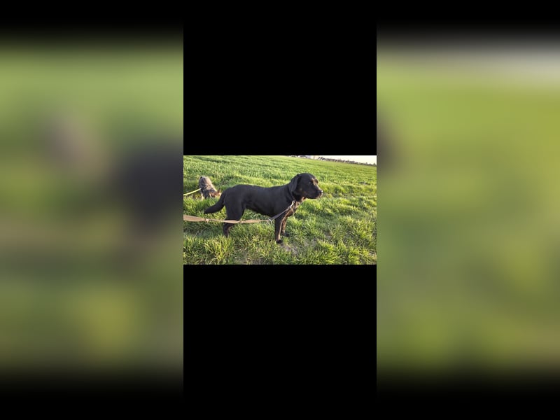 Labrador Hündin sucht konsequente Rassekenner