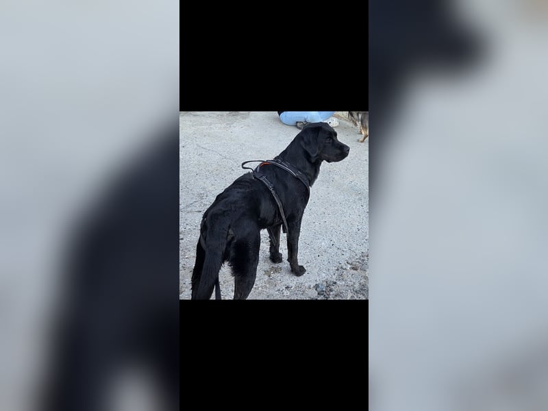 Labrador Hündin sucht konsequente Rassekenner