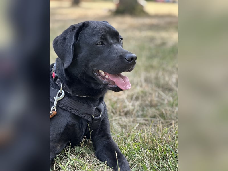 Gelbe und schwarze Labradorwelpen aus LCD / VDH kontrollierter Zucht mit Ahnentafeln und Wurfabnahme