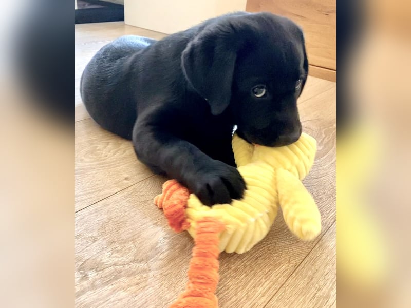 Gelbe und schwarze Labradorwelpen aus LCD / VDH kontrollierter Zucht mit Ahnentafeln und Wurfabnahme