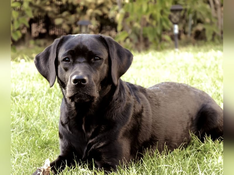 Gelbe und schwarze Labradorwelpen aus LCD / VDH kontrollierter Zucht mit Ahnentafeln und Wurfabnahme