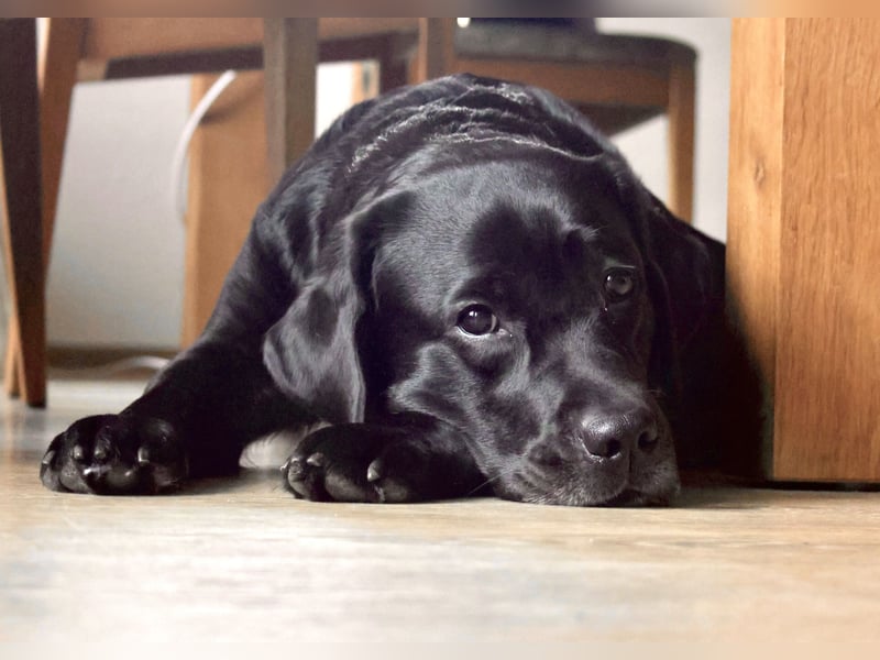 Gelbe und schwarze Labradorwelpen aus LCD / VDH kontrollierter Zucht mit Ahnentafeln und Wurfabnahme