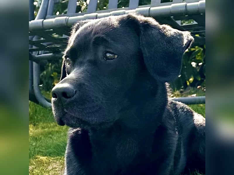 Gelbe und schwarze Labradorwelpen aus LCD / VDH kontrollierter Zucht mit Ahnentafeln und Wurfabnahme