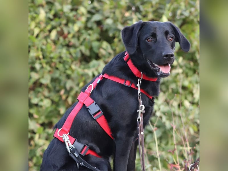 Aktive und unerfahrene Labradorhündin Juna wartet in 56472 Fehl-Ritzhausen.