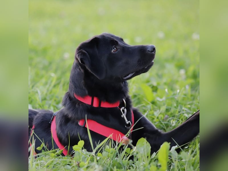 Aktive und unerfahrene Labradorhündin Juna wartet in 56472 Fehl-Ritzhausen.