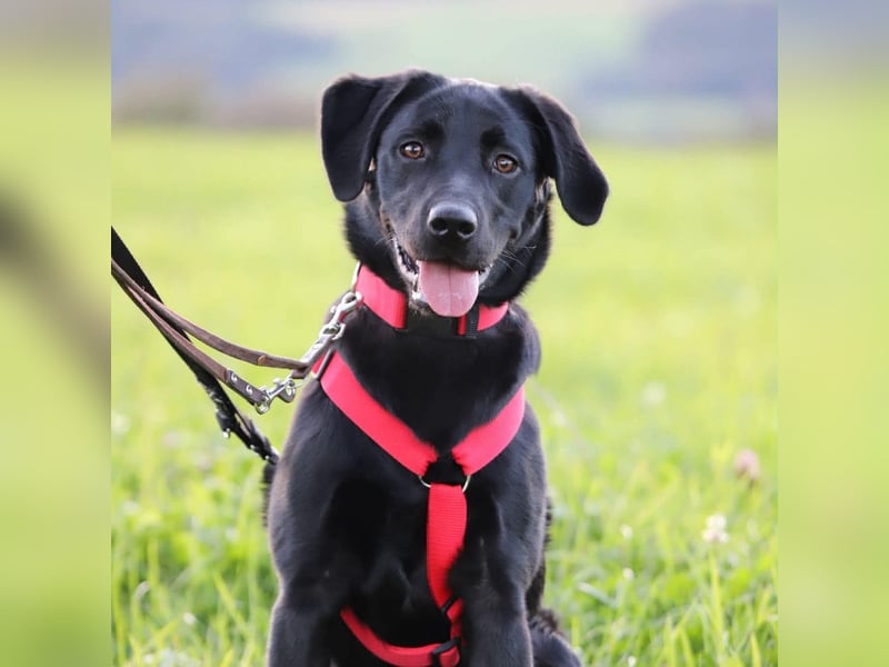 Aktive und unerfahrene Labradorhündin Juna wartet in 56472 Fehl-Ritzhausen.