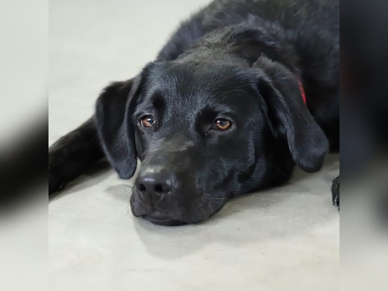 Aktive und unerfahrene Labradorhündin Juna wartet in 56472 Fehl-Ritzhausen.