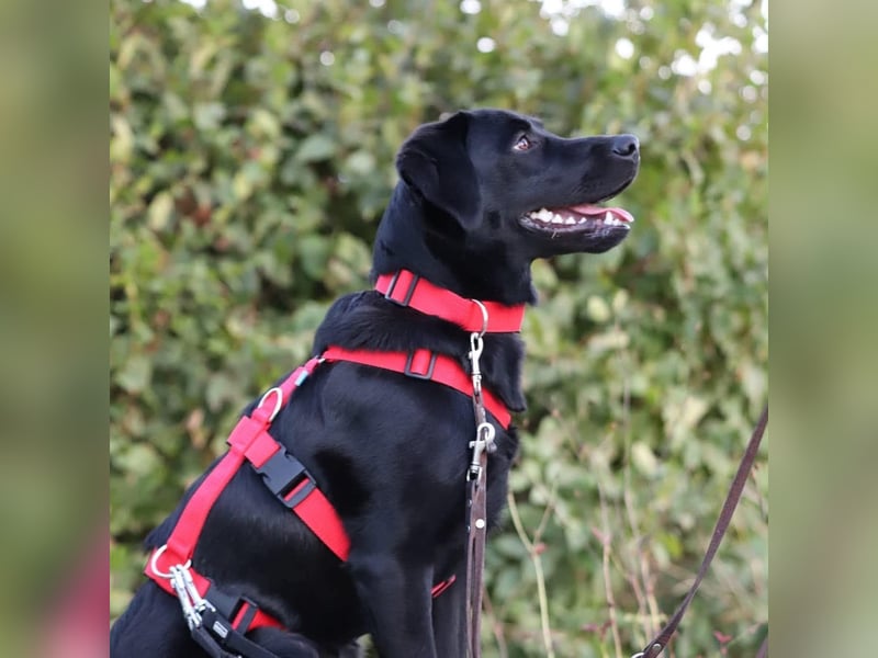 Aktive und unerfahrene Labradorhündin Juna wartet in 56472 Fehl-Ritzhausen.