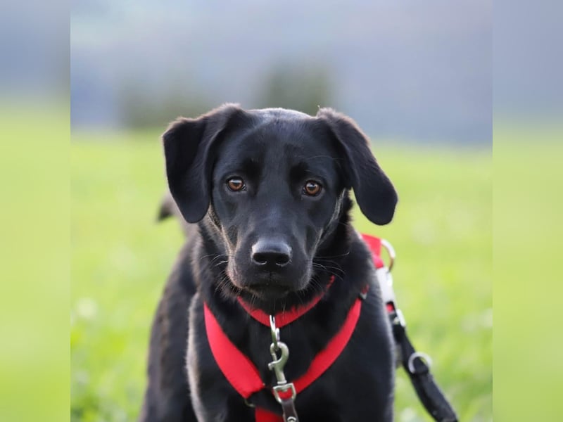 Aktive und unerfahrene Labradorhündin Juna wartet in 56472 Fehl-Ritzhausen.