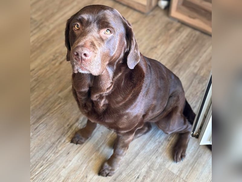 Toffee - kuschelt gerne&sucht Nähe