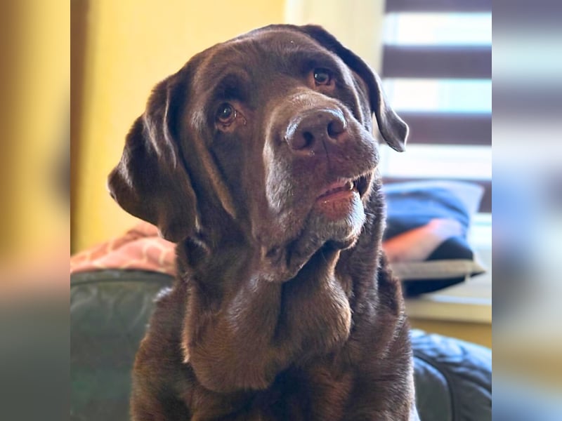 Toffee - kuschelt gerne&sucht Nähe