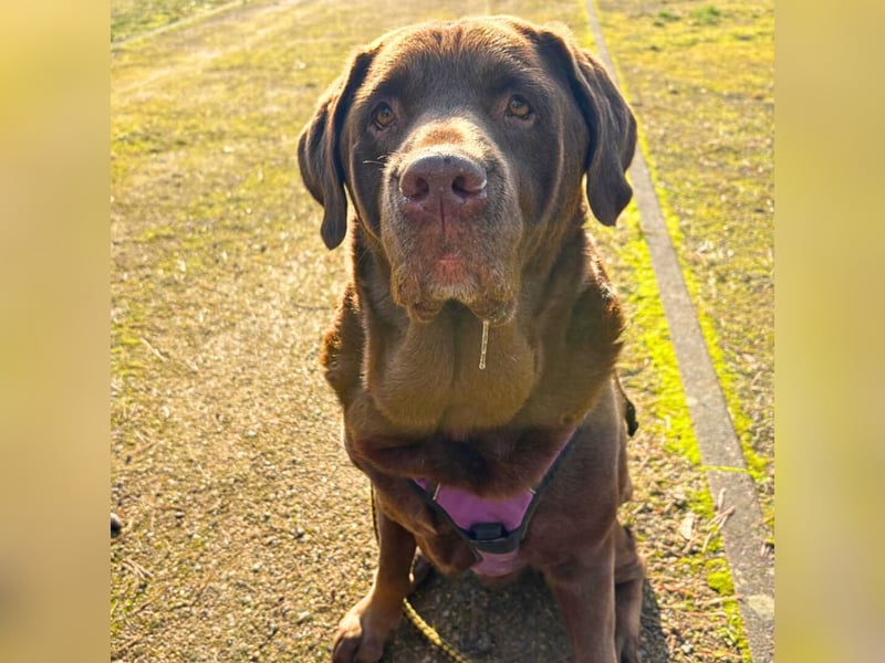 Toffee - kuschelt gerne&sucht Nähe