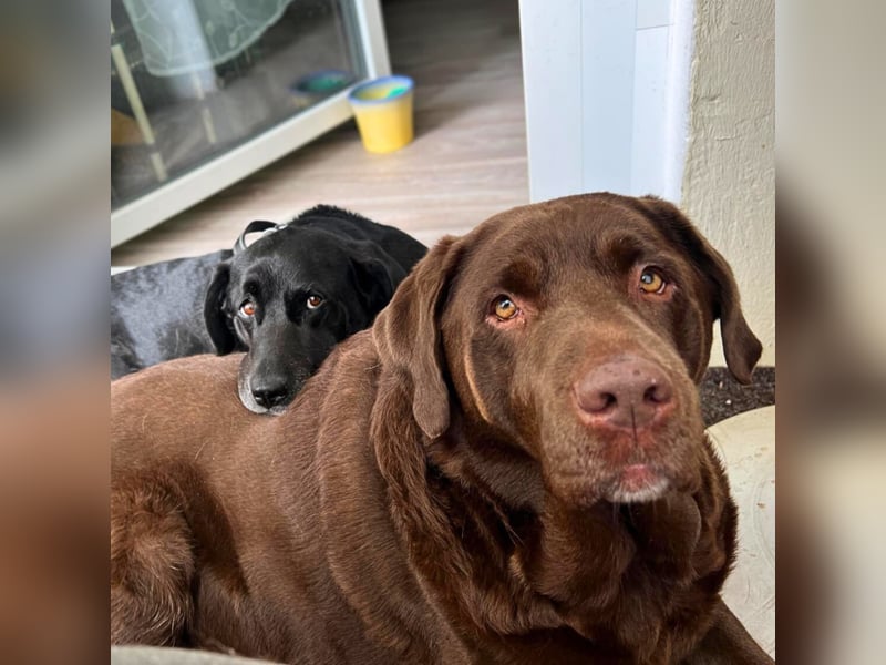 Toffee - kuschelt gerne&sucht Nähe