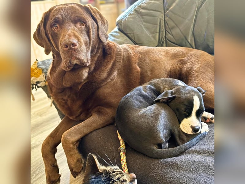 Toffee - kuschelt gerne&sucht Nähe