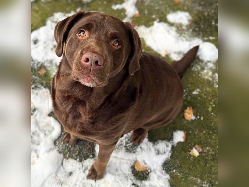 Toffee - kuschelt gerne&sucht Nähe