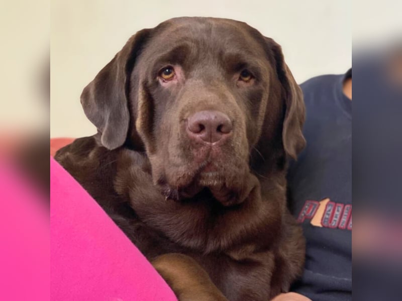 Toffee - kuschelt gerne&sucht Nähe