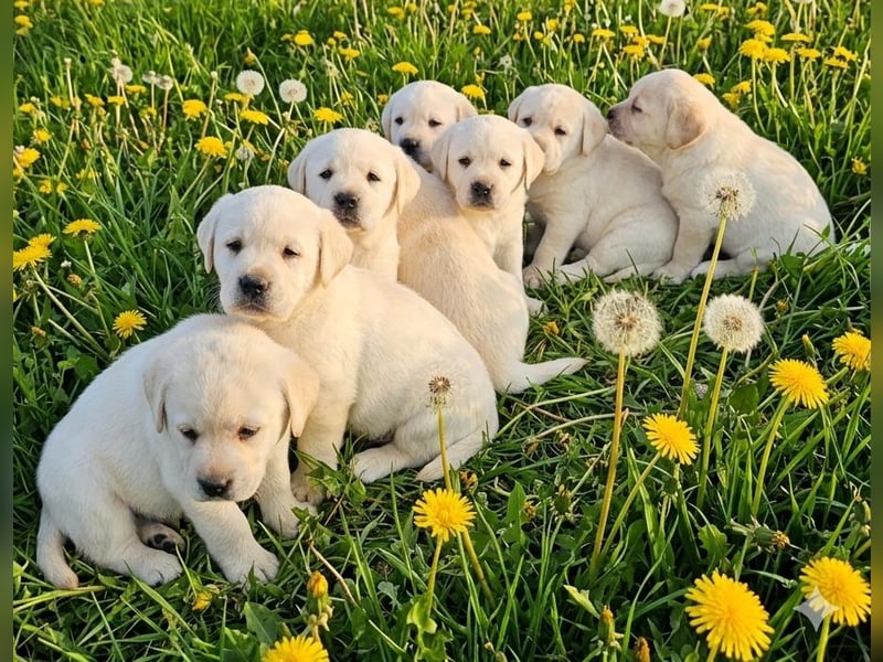 Labrador Welpen