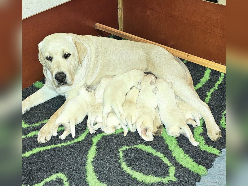 Labrador Welpen