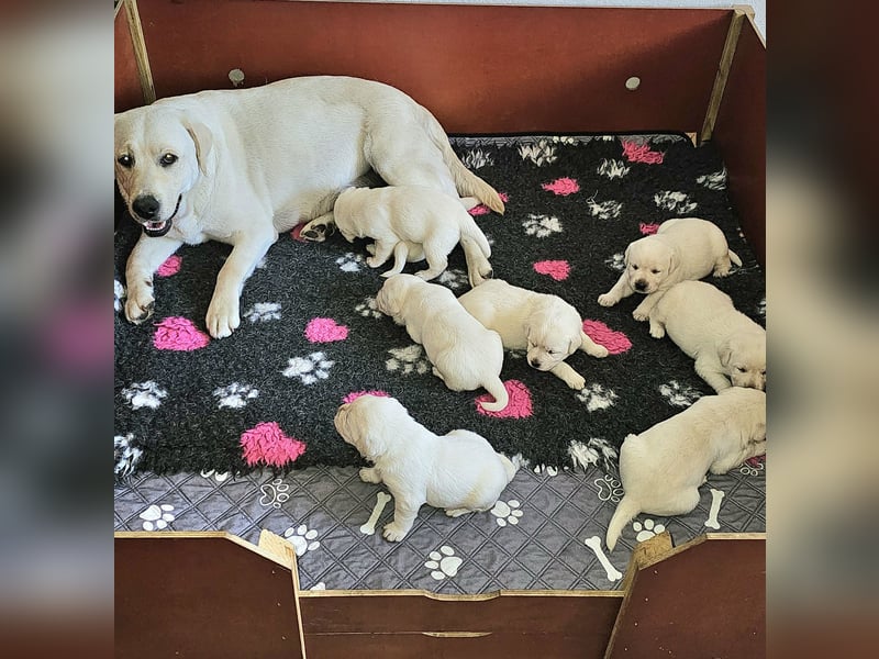 Labrador Welpen