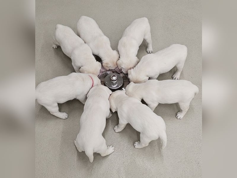 Labrador Welpen